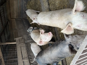 Porci de carne rasă pic - imagine 5