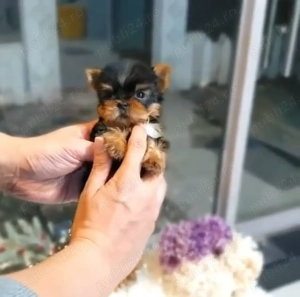 Yorkshire terrier Toy- Calitate genetica-2 kg media-Factura-Microcip-Garantie-Transport la Bucuresti