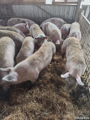 Porci Crăciun  - imagine 4