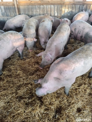 Porci Crăciun  - imagine 5