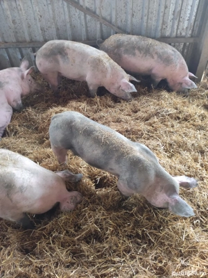 Porci Crăciun  - imagine 3