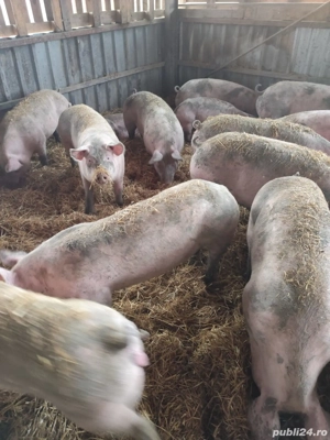 Porci Crăciun  - imagine 2