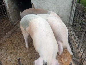 Vând porci - imagine 4