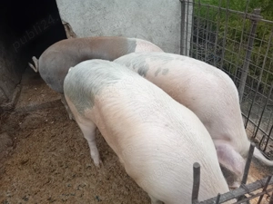 Vând porci - imagine 3