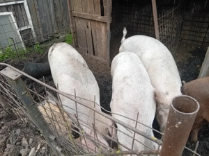 Vând porci - imagine 2 Vând porci - imagine 2