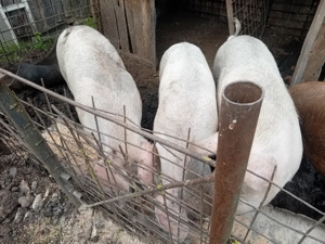 Vând porci - imagine 3 Vând porci - imagine 3