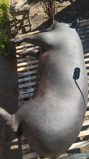 Vând carcasă porc  - imagine 2