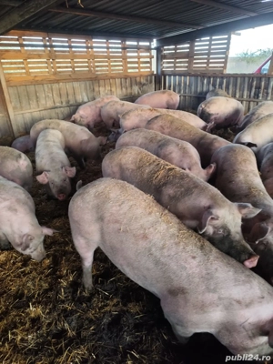 Vând carcasă porc  - imagine 3