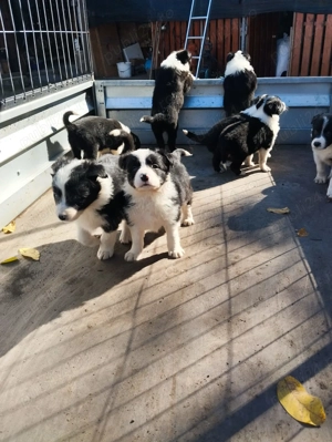 Pui de Border colie caută familii iubitoare . - imagine 3 Pui de Border colie caută familii iubitoare . - imagine 3