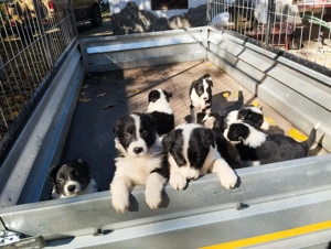 Pui de Border colie caută familii iubitoare . - imagine 5 Pui de Border colie caută familii iubitoare . - imagine 5