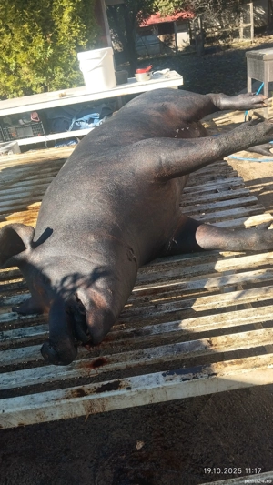 Vând carcasă porc  - imagine 4