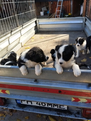 Pui de Border colie caută familii iubitoare . - imagine 4 Pui de Border colie caută familii iubitoare . - imagine 4