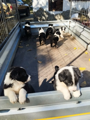 Pui de Border colie caută familii iubitoare . - imagine 2 Pui de Border colie caută familii iubitoare . - imagine 2