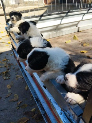 Pui de Border colie caută familii iubitoare .