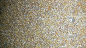 Porumb de vanzare 2025