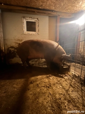 Scrofița Duroc original 100%