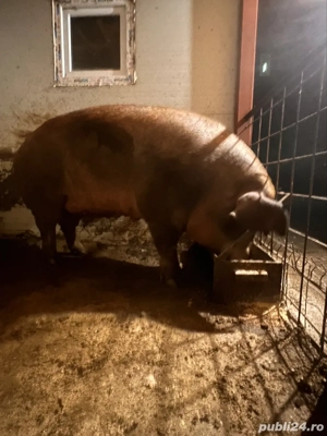 Scrofița Duroc original 100% - imagine 3