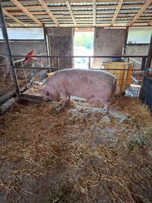 Porci de vânzare 