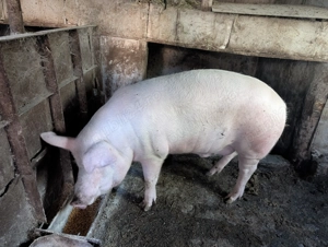 Porc de vânzare 