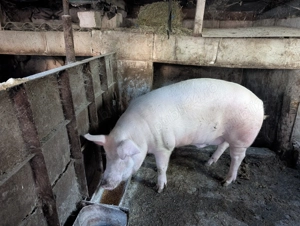Porc de vânzare  - imagine 2