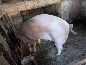 Porc de vânzare  - imagine 3