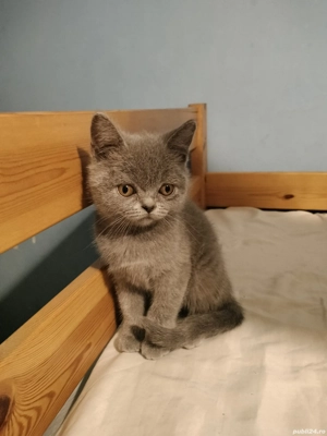 De vânzare  - imagine 3 De vânzare  - imagine 3