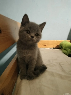 De vânzare  - imagine 2 De vânzare  - imagine 2