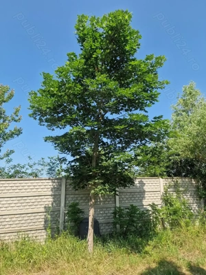 Teren pentru casa la 30 de min de Timisoara - imagine 3