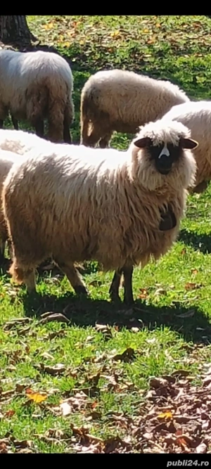 vand o mioara breaza 