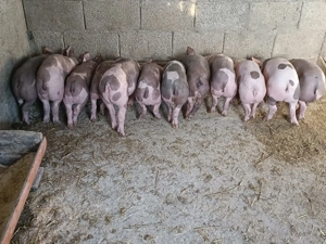 Purcei și purcele pietrain belgian de vânzare!!
