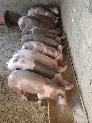 Purcei și purcele pietrain belgian de crescut s-au reproducție!!