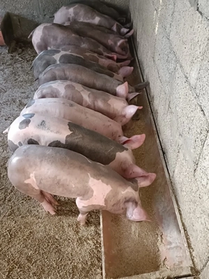 Purcei și purcele pietrain belgian de crescut s-au reproducție!!