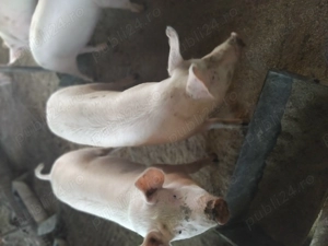 Vând porci mai multe detalii la telefon