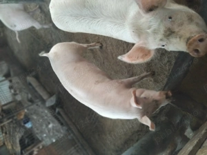 Vând porci mai multe detalii la telefon - imagine 4