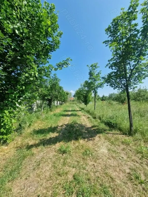 Teren pentru casa la 30 de min de Timisoara - imagine 2