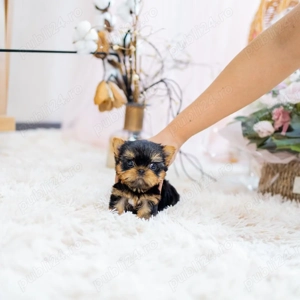 Hrana GRATUITA-Yorkshire terrier Toy- Calitate genetica-Factura-Microcip-Transport la Bucuresti - imagine 3