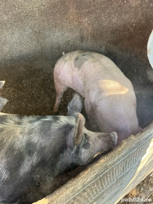 vând porci 