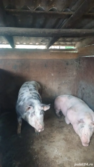 vând porci  - imagine 2