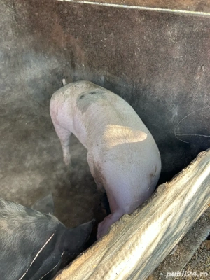 vând porci  - imagine 3