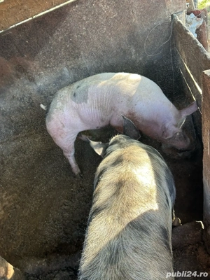 vând porci  - imagine 4