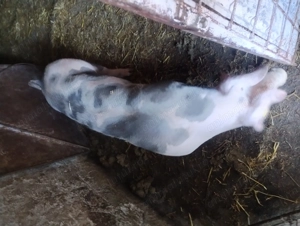 De vânzare două purcele an Vrancea comuna obrejita 