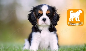 Vanzare Cavalier King Charles cu Factura,Carnet,Microcip_Bicolori-Tricolori-Transport la Bucuresti - imagine 2