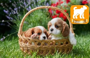 Vanzare Cavalier King Charles cu Factura,Carnet,Microcip_Bicolori-Tricolori-Transport la Bucuresti