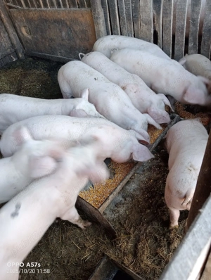 purcei de vânzare  - imagine 4