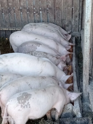 purcei de vânzare  - imagine 2