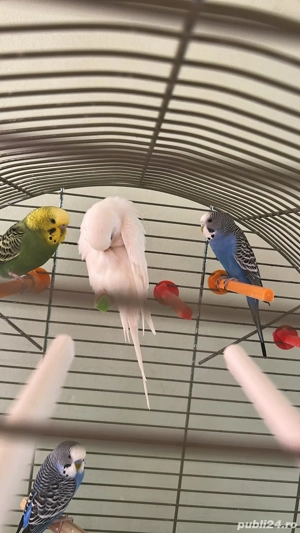 Papagali   peruşi  - imagine 3 Papagali   peruşi  - imagine 3