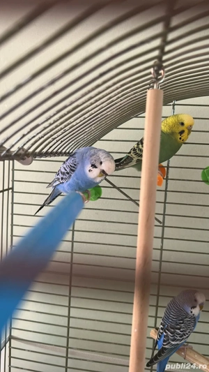 Papagali   peruşi  - imagine 2 Papagali   peruşi  - imagine 2