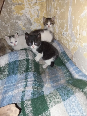 Donez pisici - imagine 2