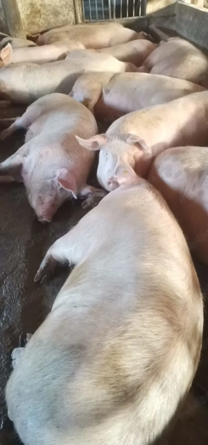 De vânzare porci P.I.C de sacrificat 