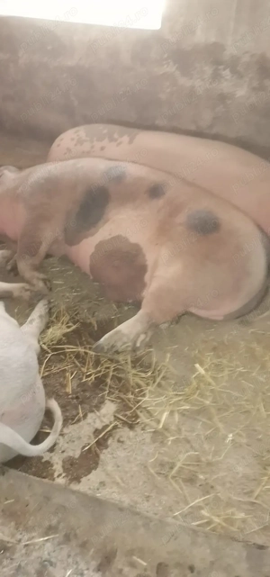 Vând, rezerv porci de carne P.I.C  - imagine 2